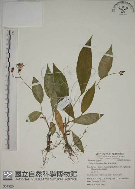 臺灣油點草藏品圖，第1張