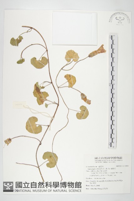 濱旋花藏品圖，第1張