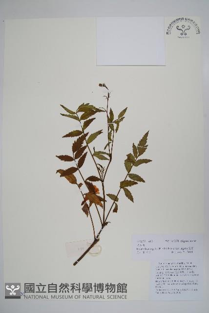 毛子草藏品圖，第1張