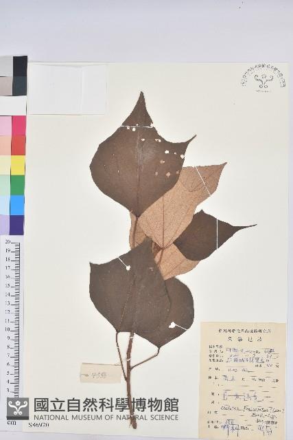 白匏子藏品圖，第1張