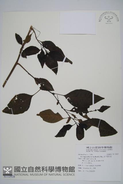 多子漿果莧藏品圖，第1張