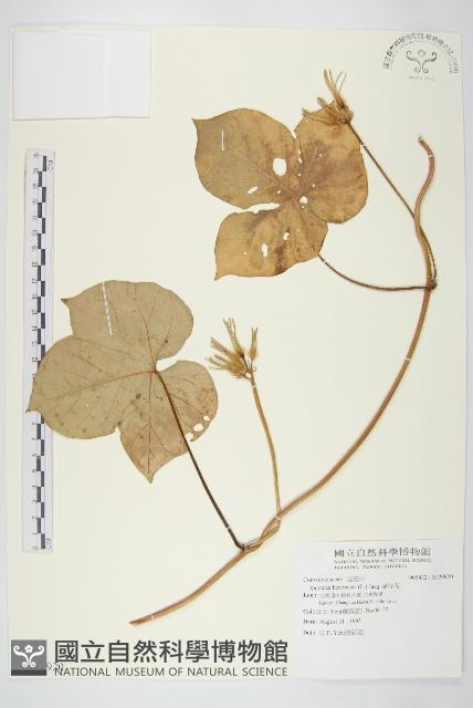 碗仔花藏品圖，第1張