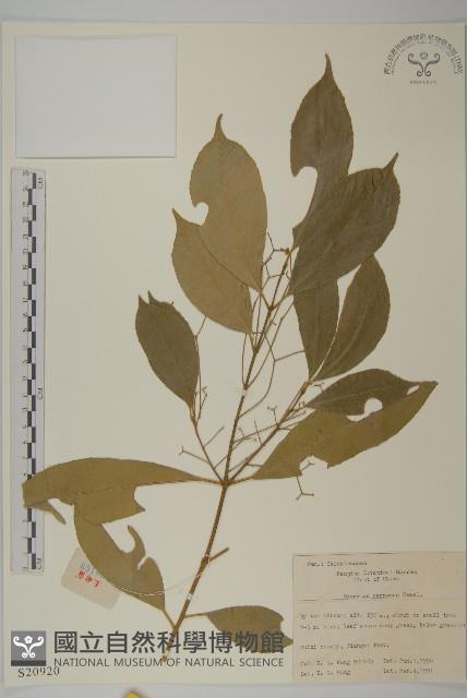 厚葉衛矛, 源一木藏品圖，第1張