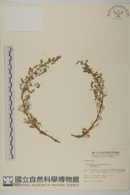 高山艾藏品圖，第1張