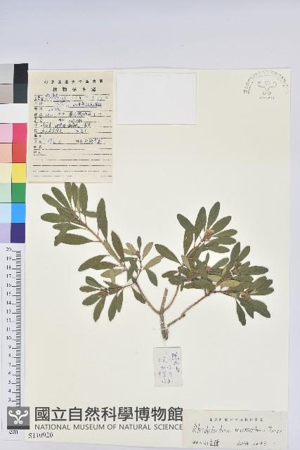 照白杜鵑藏品圖，第1張