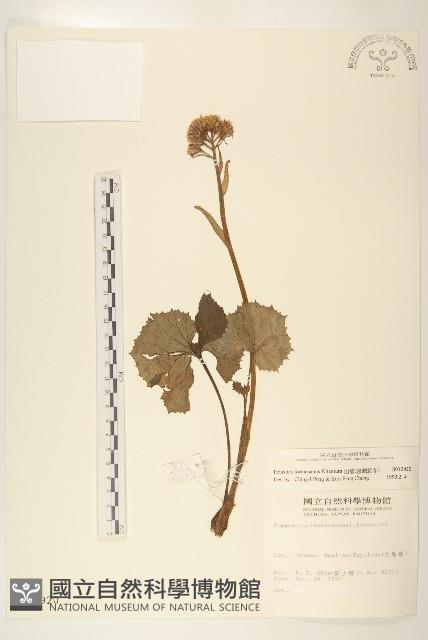 臺灣款冬藏品圖，第1張