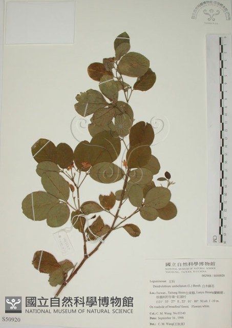白木蘇花藏品圖，第1張