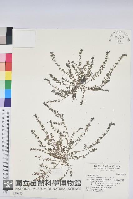 伏生大戟藏品圖，第1張