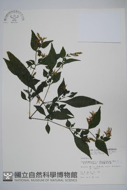 曲莖馬藍藏品圖，第1張