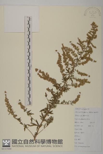 魁蒿藏品圖，第1張