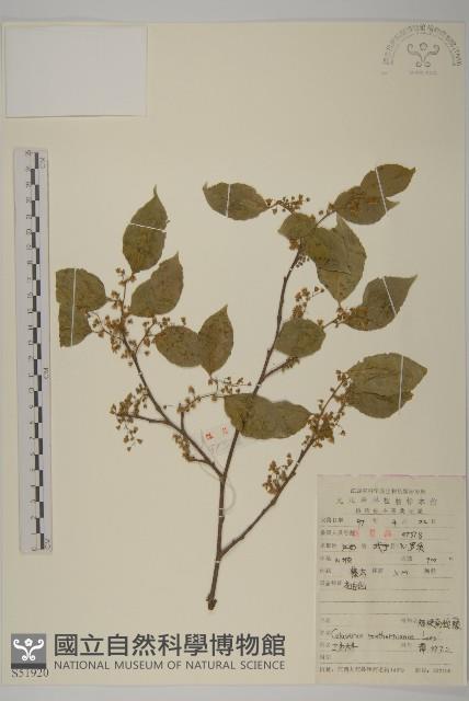 短梗南蛇藤藏品圖，第1張