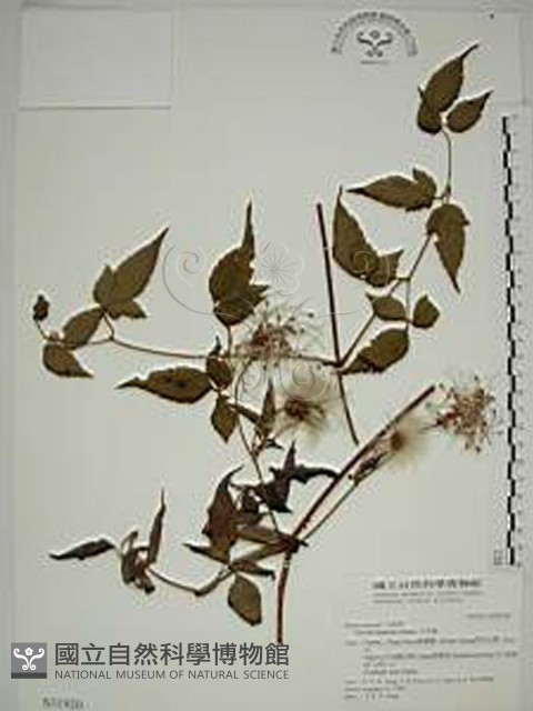小木通藏品圖，第1張