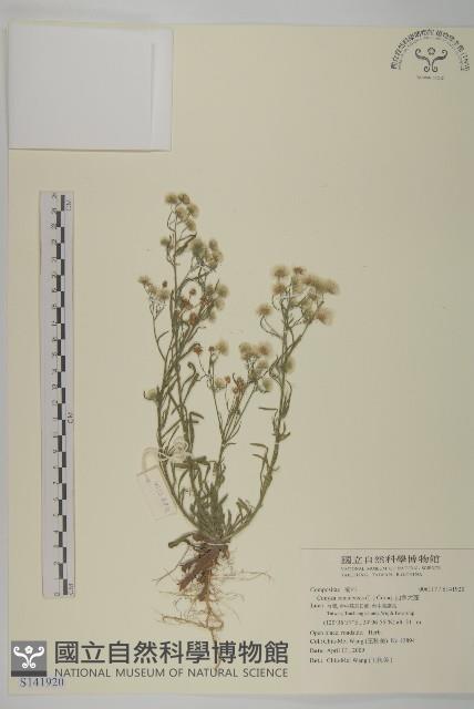 加拿大蓬藏品圖，第1張