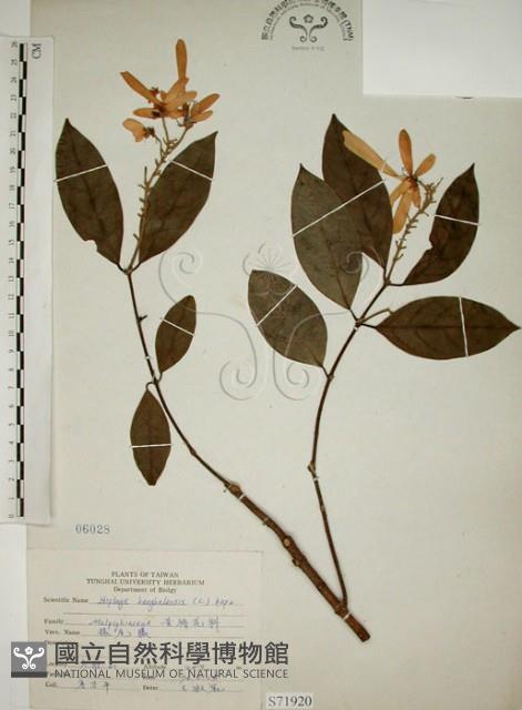 猿尾藤藏品圖，第1張