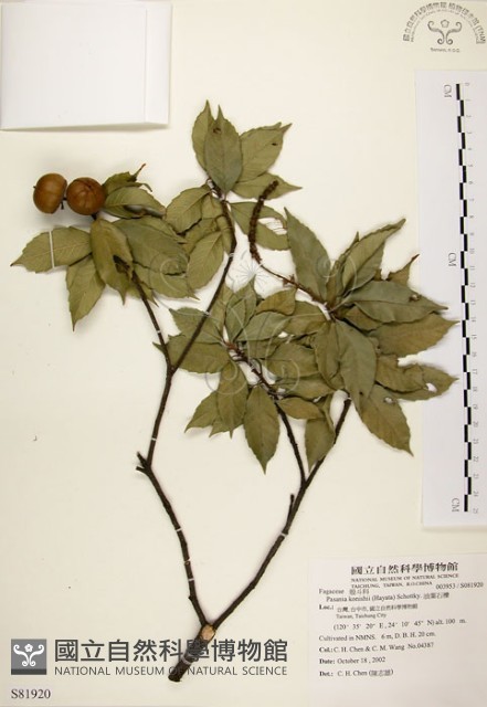 油葉石櫟藏品圖，第1張