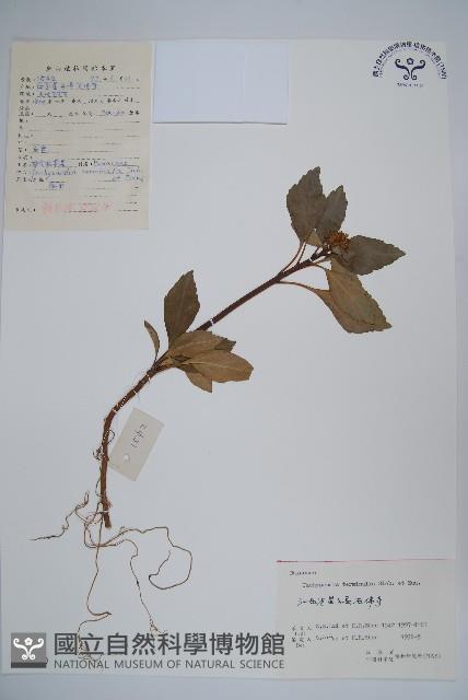 頂蕊三角咪藏品圖，第1張