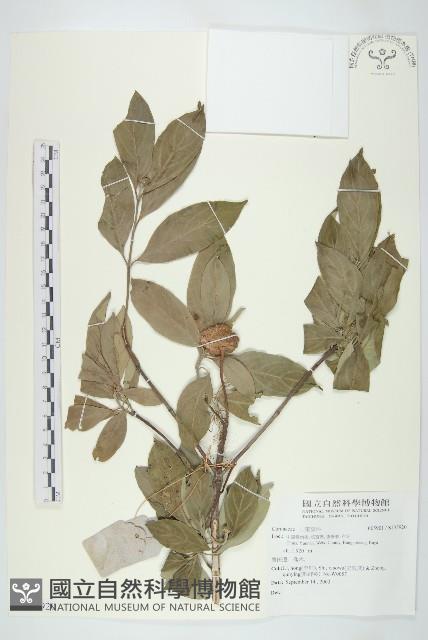 登錄號:S135920藏品圖，第1張