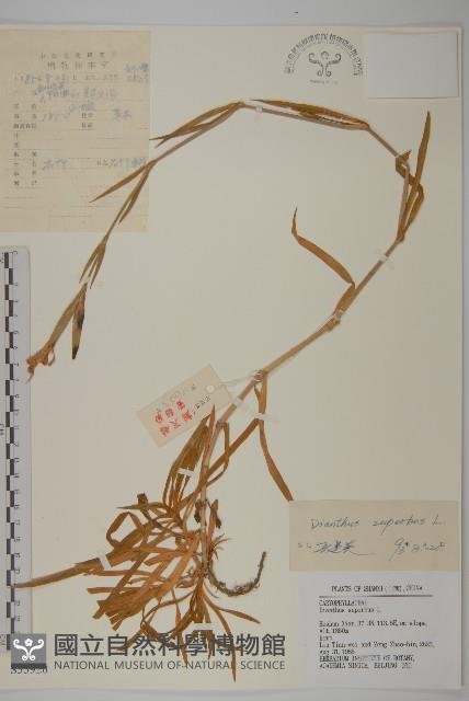 瞿麥藏品圖，第1張