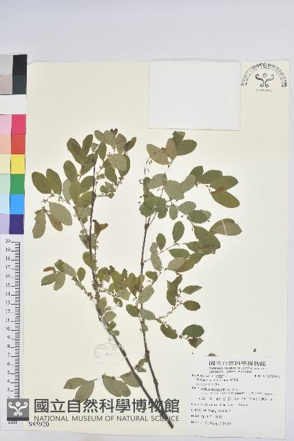 多花油柑、白仔藏品圖，第1張