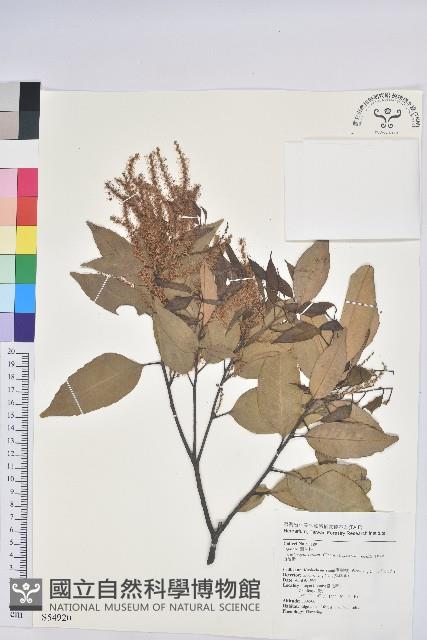 鋸葉長尾栲、白校欑藏品圖，第1張