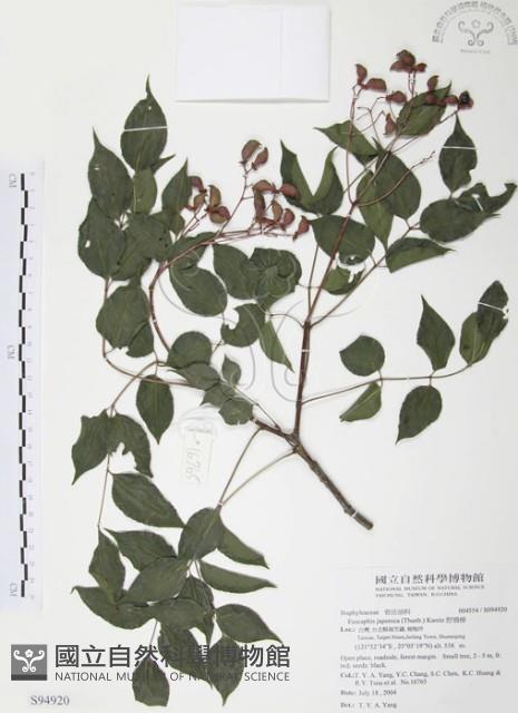野鴉椿藏品圖，第1張