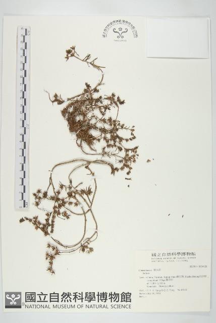 登錄號:S034920藏品圖，第1張