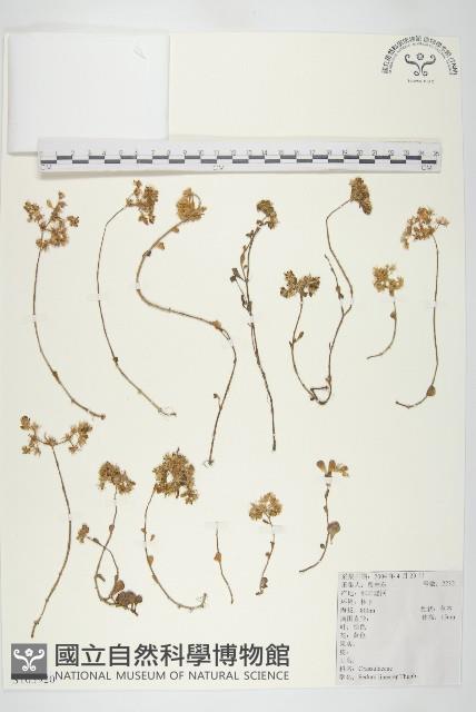 Accession Number:S103920 Collection Image, Figure 1, Total 2 Figures