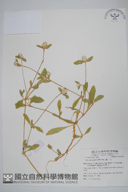 假千日紅藏品圖，第1張