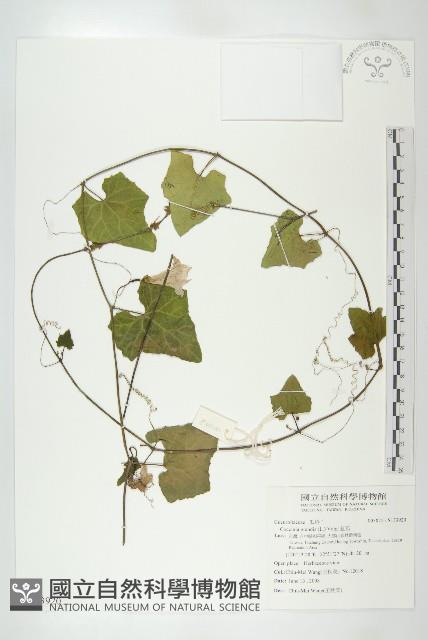 紅瓜藏品圖，第1張