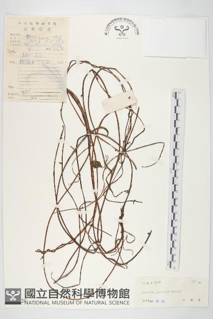 日本菟絲子藏品圖，第1張