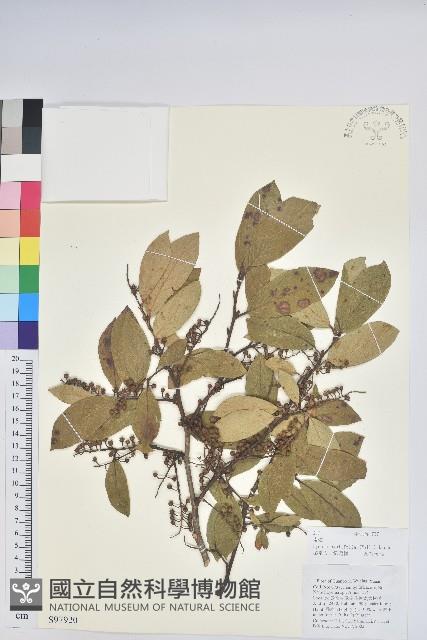 南燭藏品圖，第1張