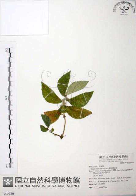 食用樓梯草藏品圖，第1張