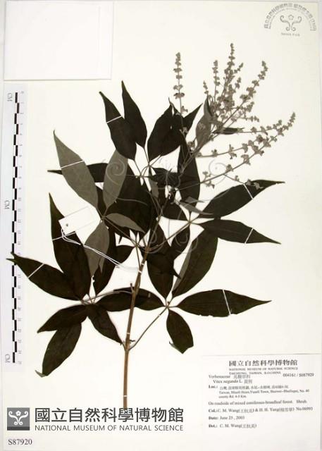 黃荊藏品圖，第1張