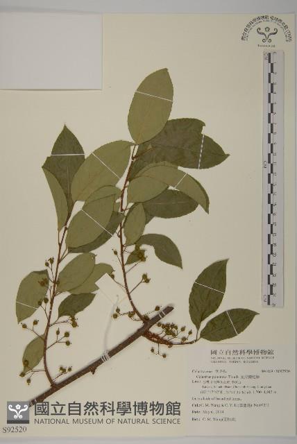 光果南蛇藤藏品圖，第1張
