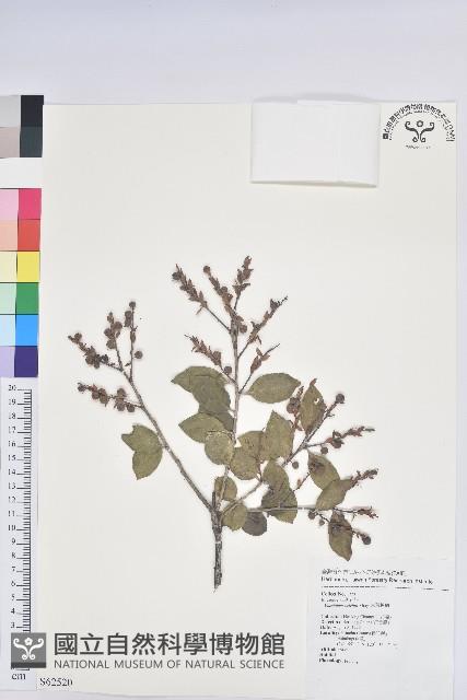 大葉越橘、來特氏越橘藏品圖，第1張