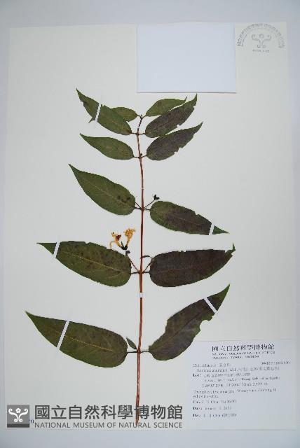 阿里山忍冬、漸尖葉忍冬藏品圖，第1張