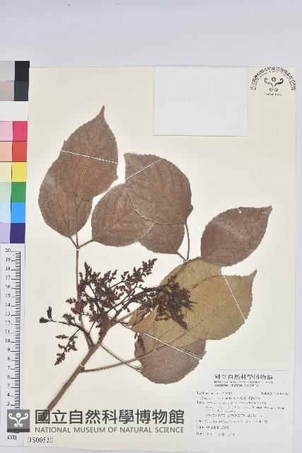 旅人蕉藏品圖，第1張