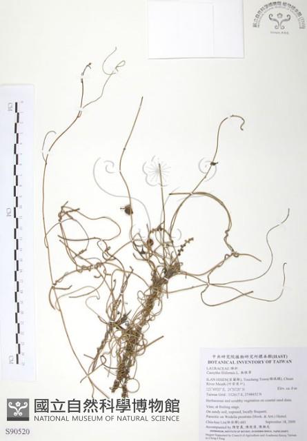 無根草藏品圖，第1張