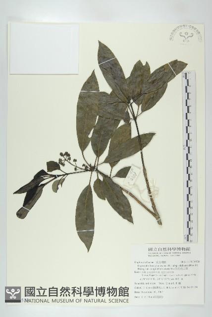 耿氏虎皮楠藏品圖，第1張