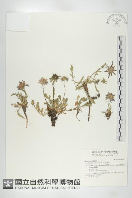 玉山山蘿蔔藏品圖，第1張