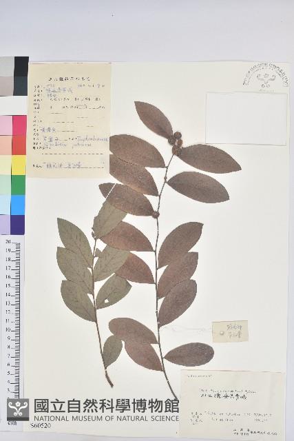 紅毛饅頭果藏品圖，第1張