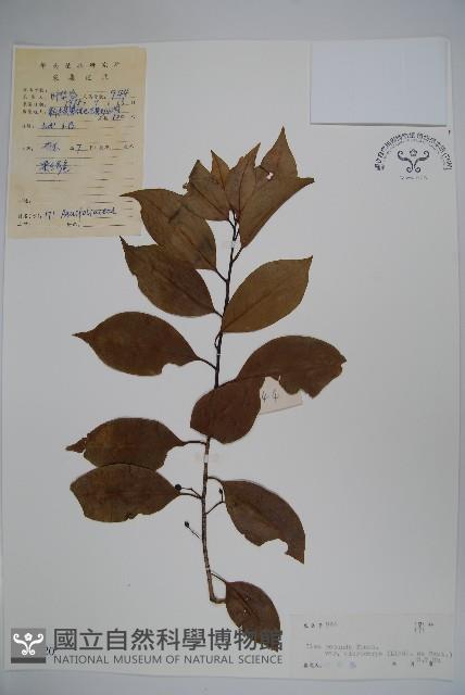 細果鐵冬青藏品圖，第1張