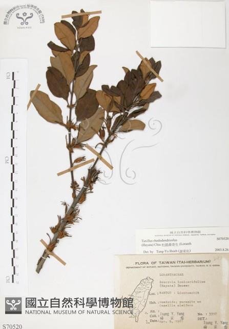 杜鵑桑寄生藏品圖，第1張