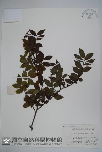 密毛假黃楊藏品圖，第1張