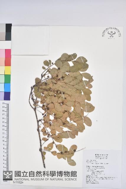 多花油柑、白仔藏品圖，第1張