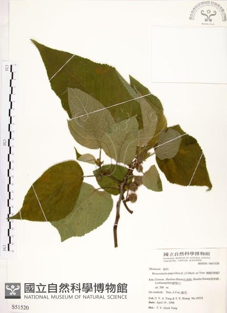 構樹藏品圖，第1張