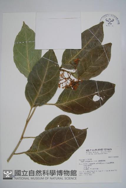 蘭嶼厚殼樹藏品圖，第1張