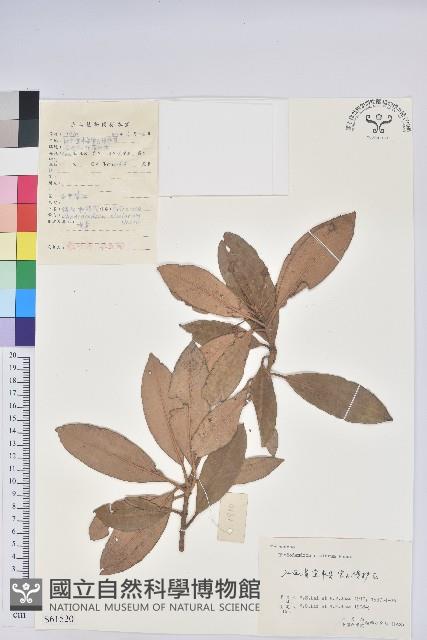 華南杜鵑藏品圖，第1張