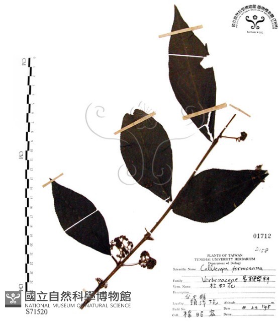 杜虹花，台灣紫珠藏品圖，第1張