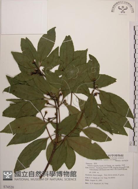 木荷藏品圖，第1張